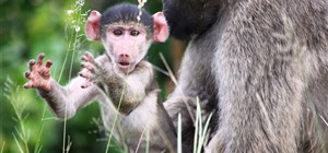 The Chacma Baboons of the Kruger National Park