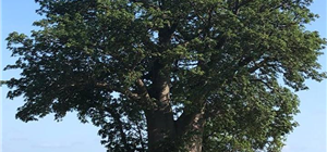 African Baobab Tree - Adansonia Digitata