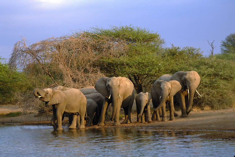Kruger National Park Elephants