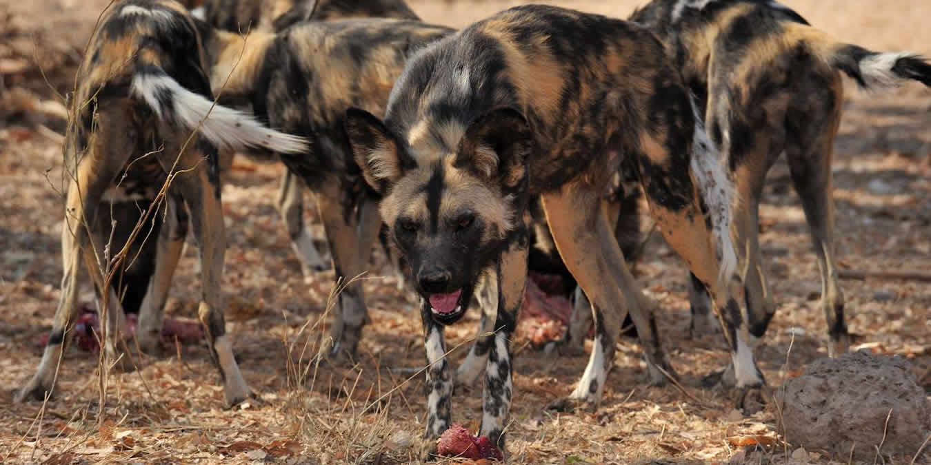 African Wild Dogs