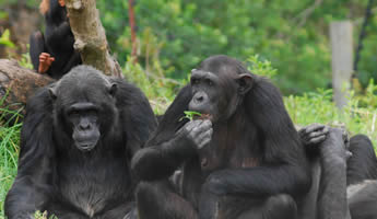 The Jane Goodall Chimpanzee Eden Tours
