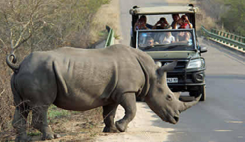 3 Day Safari to Kruger