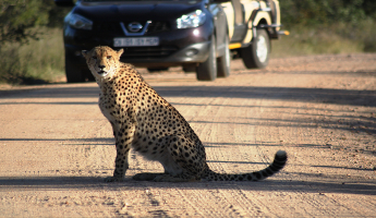 Kruger Safari from Maputo 2 Nights