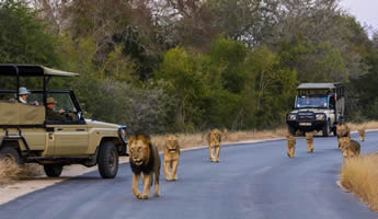 Kruger Safaris staying inside the Kruger Park