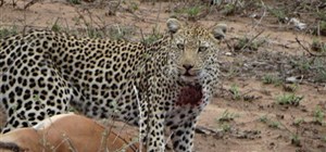 Amazing Kruger Leopard sighting
