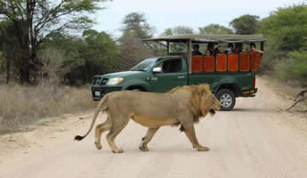 Kruger Safari Tours from Johannesburg